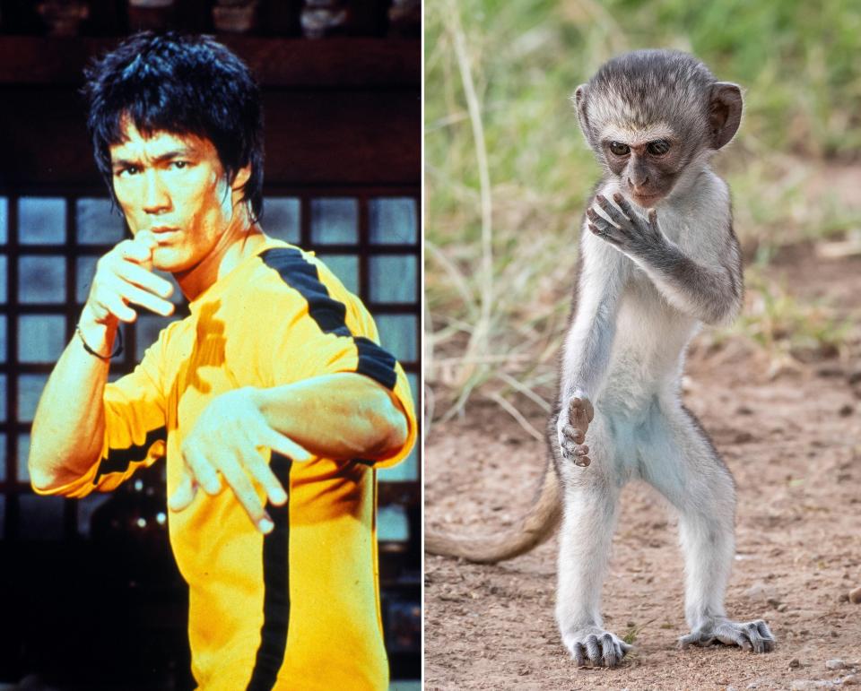 Monkey shows off Bruce Lee stance