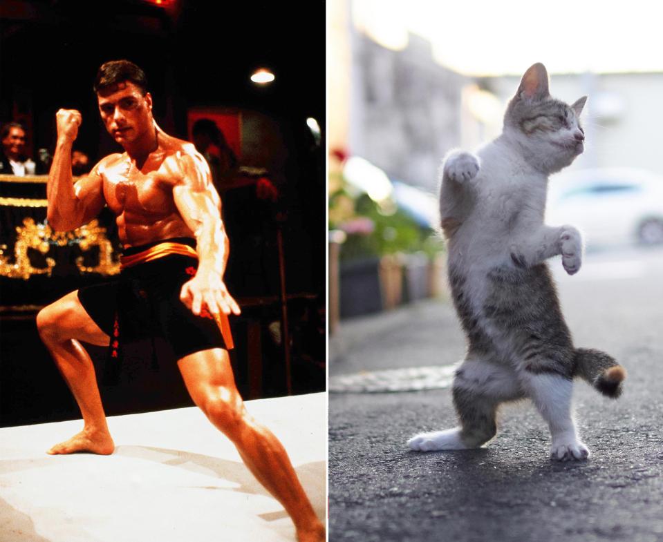 Cat shows its Jean-Claude Van Damme pose