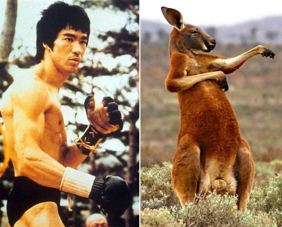 Kangaroo boxes clever like film legend Lee