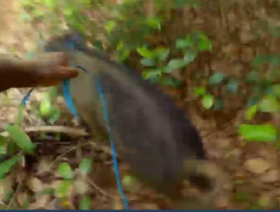  The pig was taken in from by campmates after Pete Wicks insisted they should not kill it