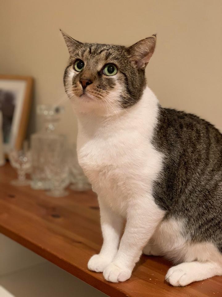 iPhone XS Max camera