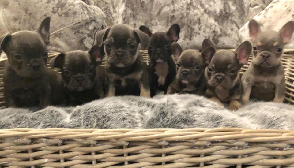  Some of the French bulldog puppies stolen by a gang of thugs armed with a knife in Loughton, Essex