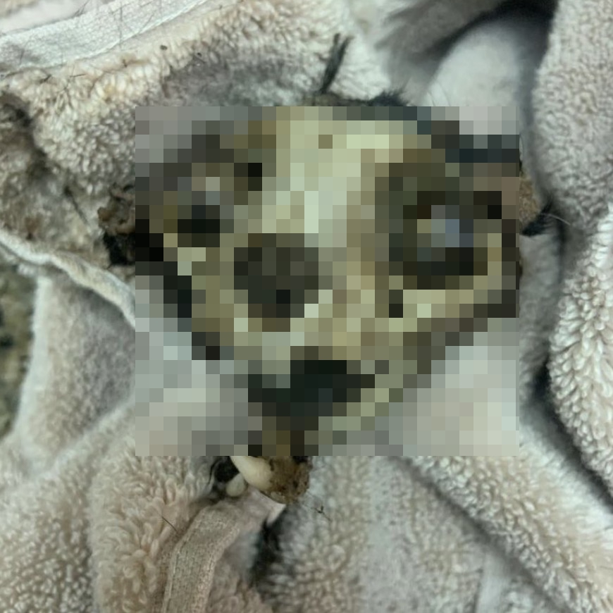  Banks shared a video of her digging up her dead pet