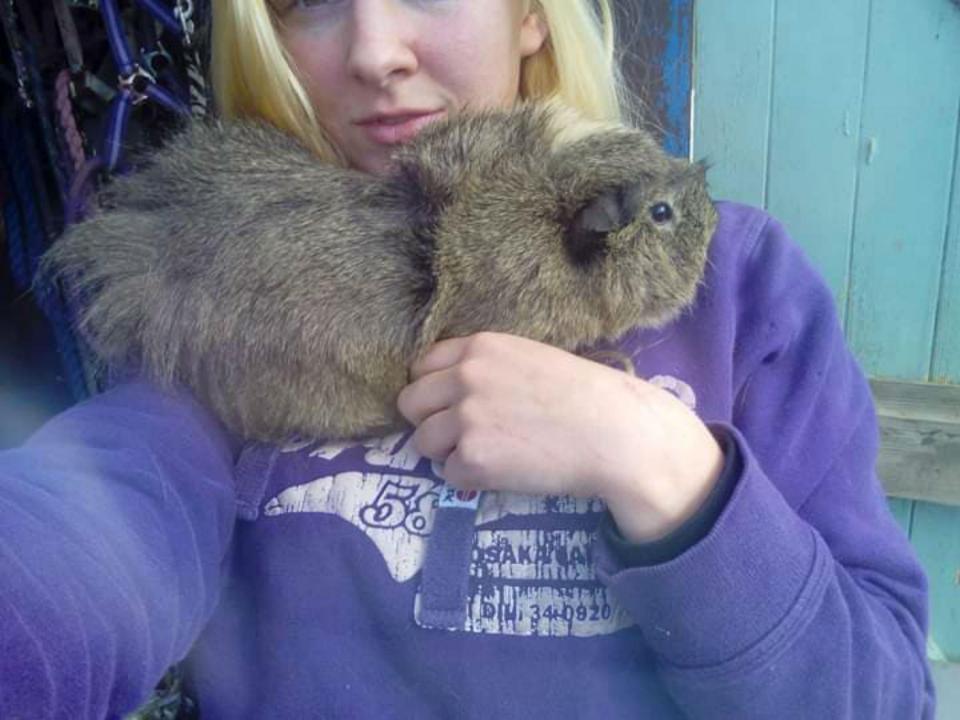  A guinea pig was scared to death in Devon during a fireworks display