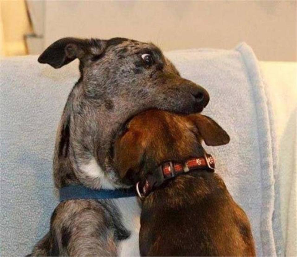  This looks like a dog eating another dog and we can't confidently assure you it isn't