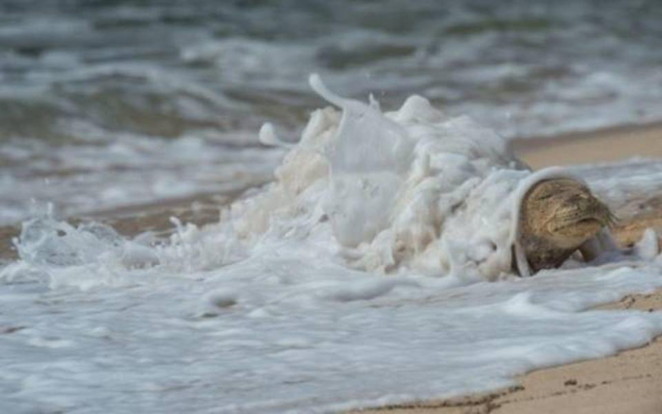  Seals are incredibly resourceful creatures, possessing the ability to bend ocean tides and gravity to their will