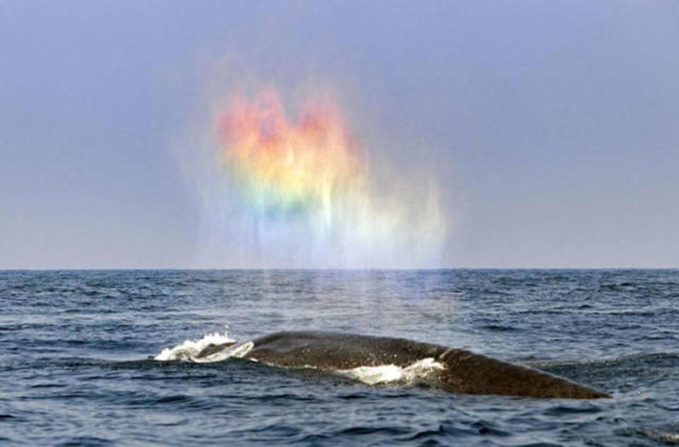  This whale expresses its pride at being part of the LGBT community