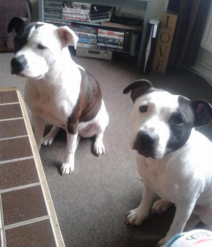  Mum Amy was said to have doted on the animals and previously referred to them on Facebook as her 'furr babys'