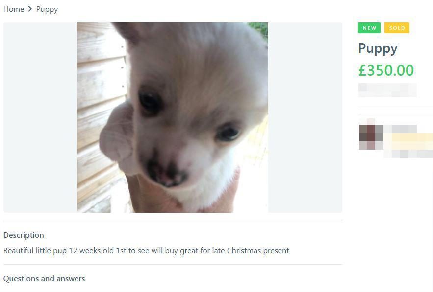  Puppies were found on websites being put up for sale as 'late Christmas presents'