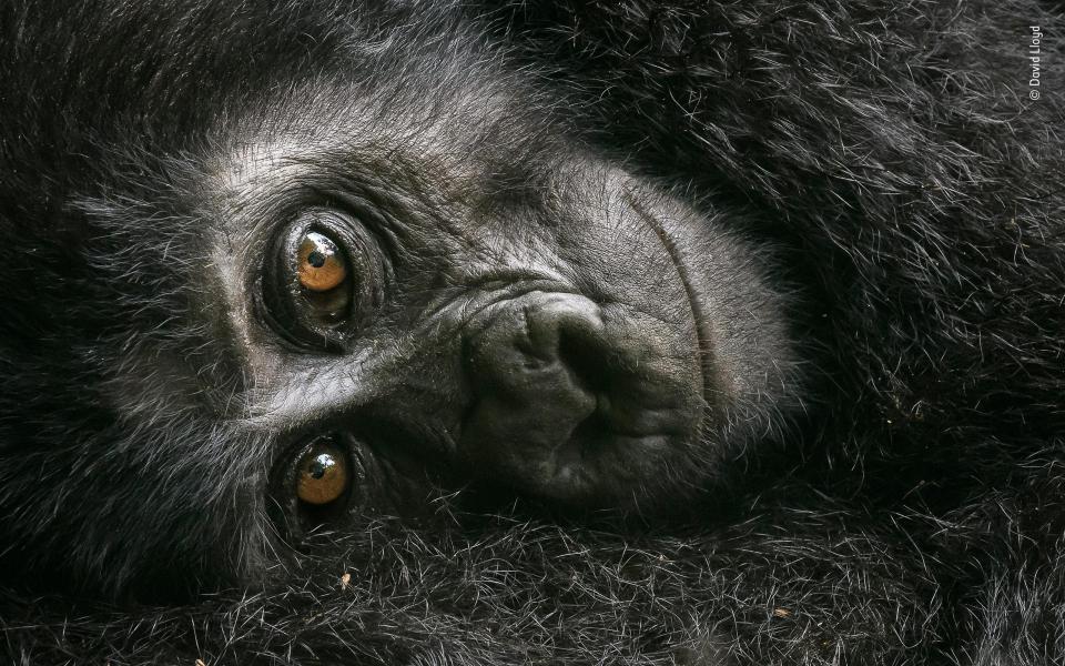  David Llloyd had been trekking in Uganda when he witnessed this baby gorilla clinging to its mother while keeping an eye on him