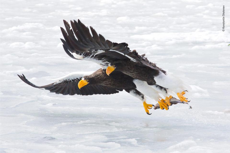  Konstantin Shatenev snapped this incredible image of two eagles retrieving a dead fish from the ice