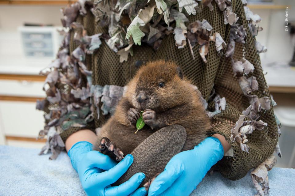  An orphaned beaver held by a caretaker at the Sarvey Wildlife Center in Washington was snapped by Suzi Eszterhas
