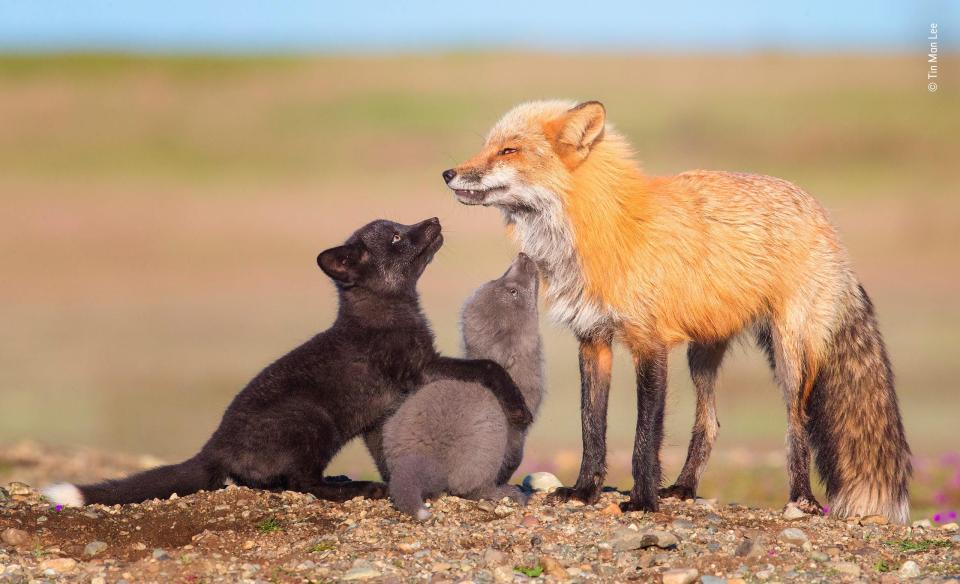  Tin Man Lee, from the USA, captured this touching moment between red, black and silver foxes