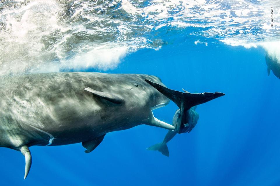  Franco snapped this young male sperm whale trying to copulate with a female while free driving off Dominica in the Caribbean sea
