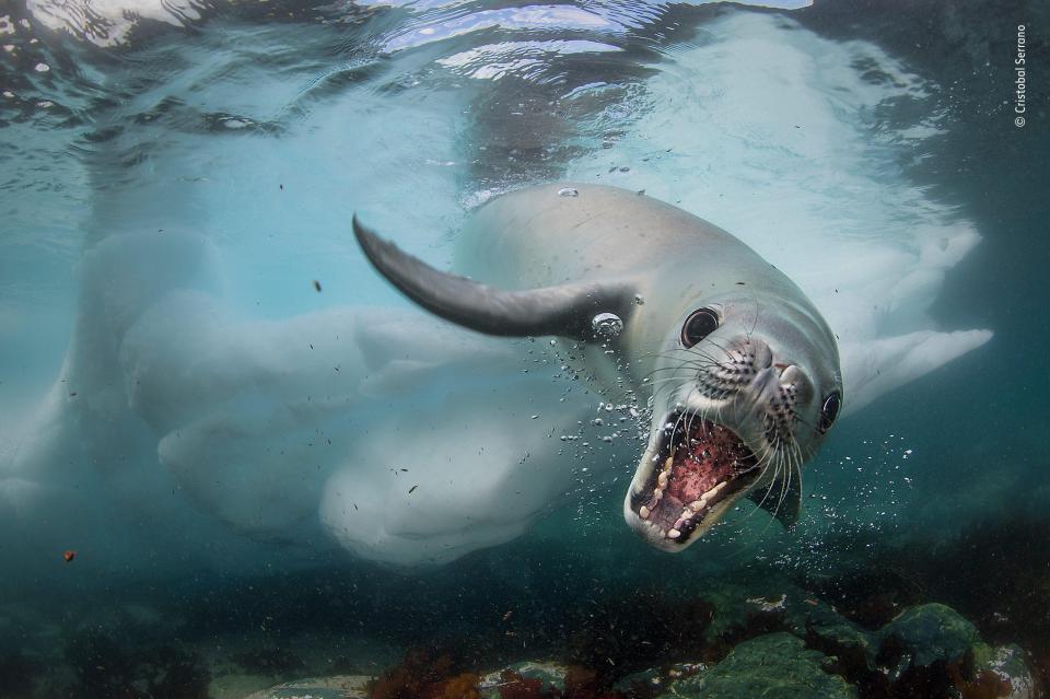  Cristobal Serrano was caught in a close encounter with a curious crabeater seal near Cuverville Island, Antarctic Peninsula