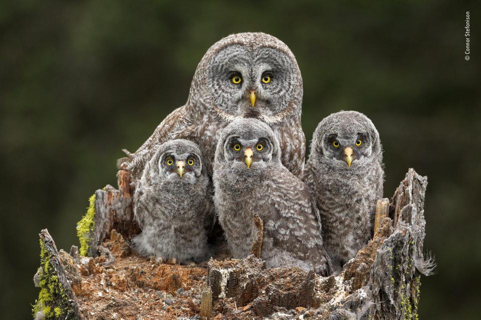  Connor Stefanison captured a great grey owl sat with her chicks on top of a 50ft tree in Canada