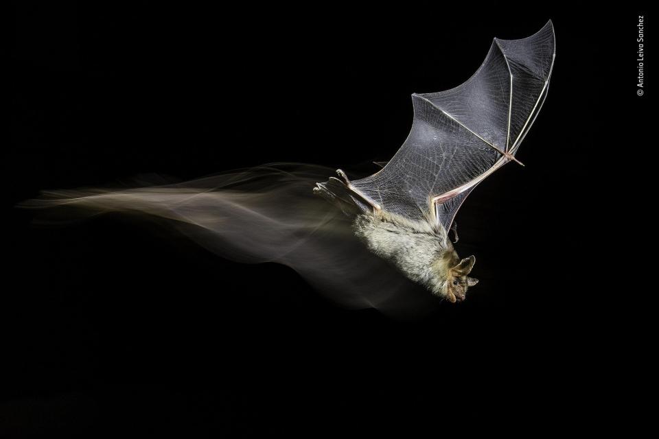  Antonio Leiva Sanchez uses the technique of high speed photography to capture this bat mid-flight