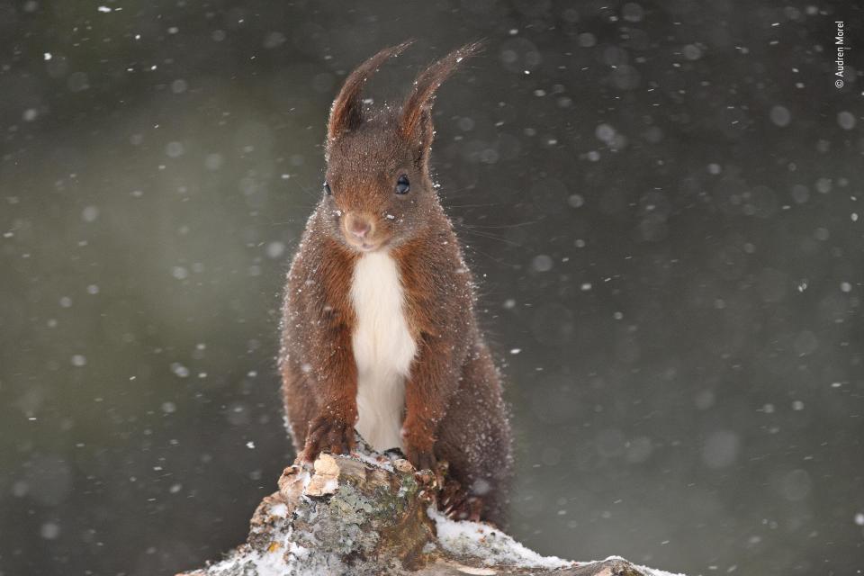  This squirrel came to visit Audren Morel while he was photographing birds during a blizzard in France
