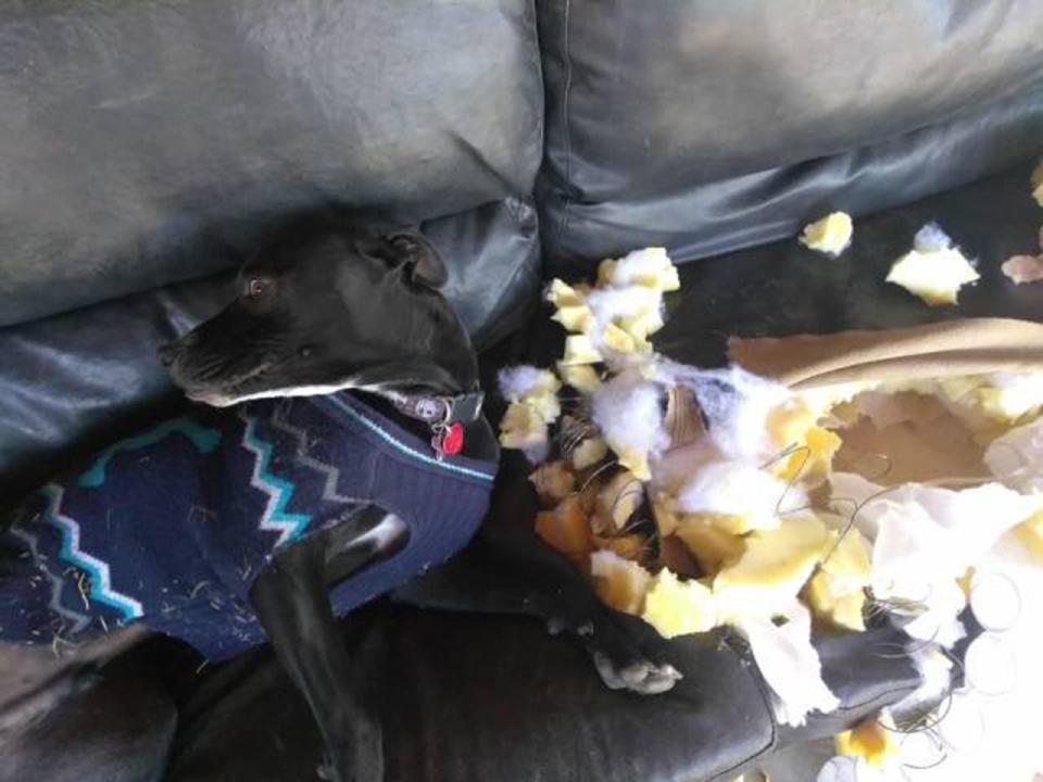  Lesson #1 - don't ask your upholsterer to hide your bone inside your sofa