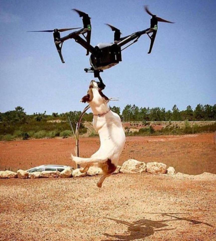  Whoever owns this drone will be beside themselves with worry and fear they may be about to kill someone's dog