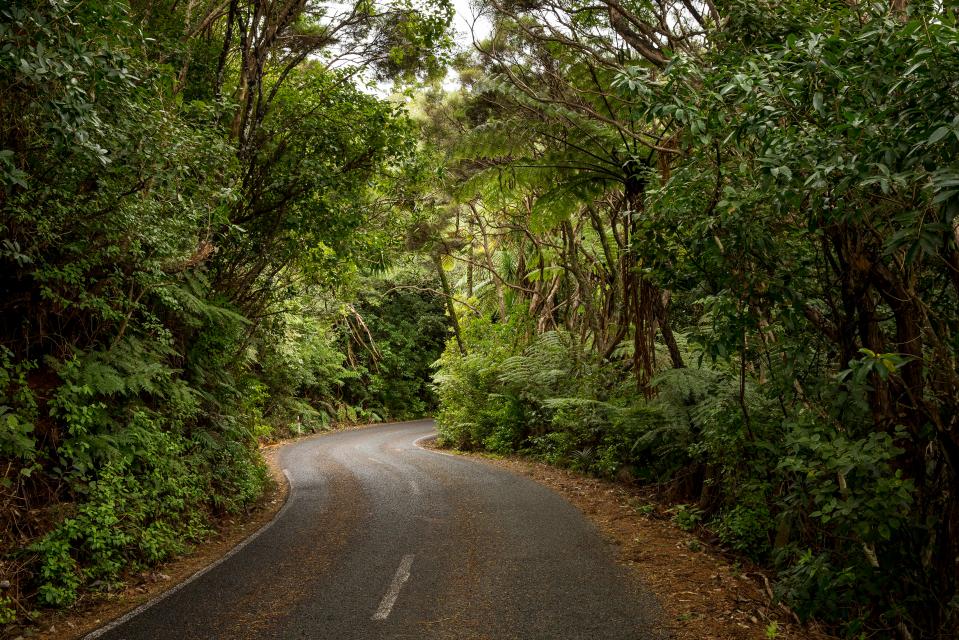  Pictured is a road winding through the dense Waitakere Ranges, west of Auckland