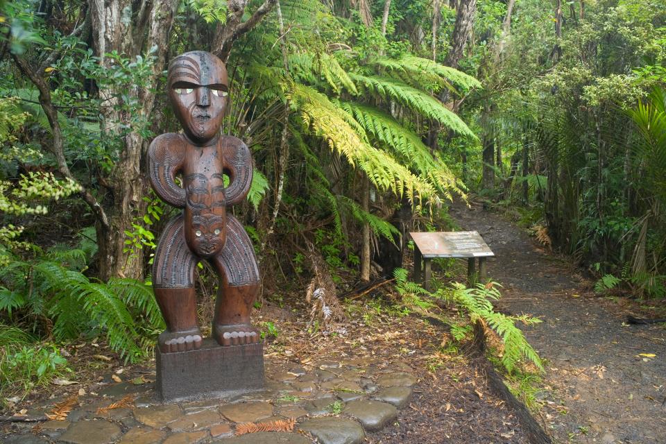  The huge forest is located on the edge of the top of the country's North Island