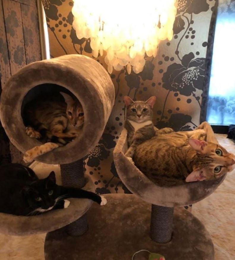  Their cats look right at home