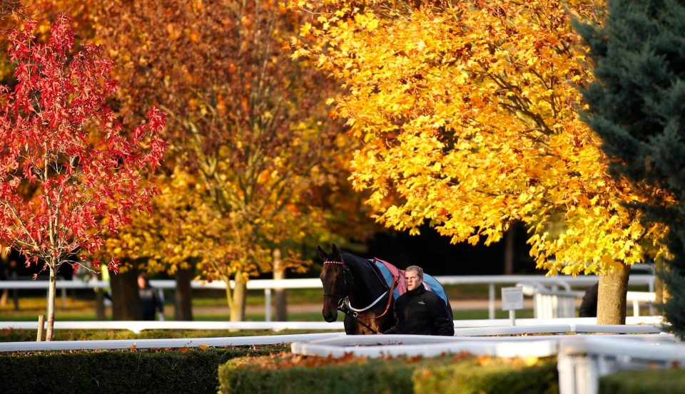 Josses Hill can bounce back to winning ways