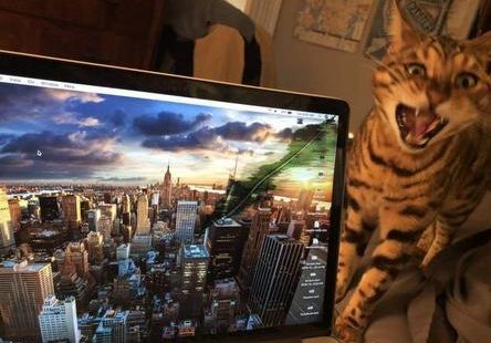  This persons screen was ruined after their cat bit the corner of it