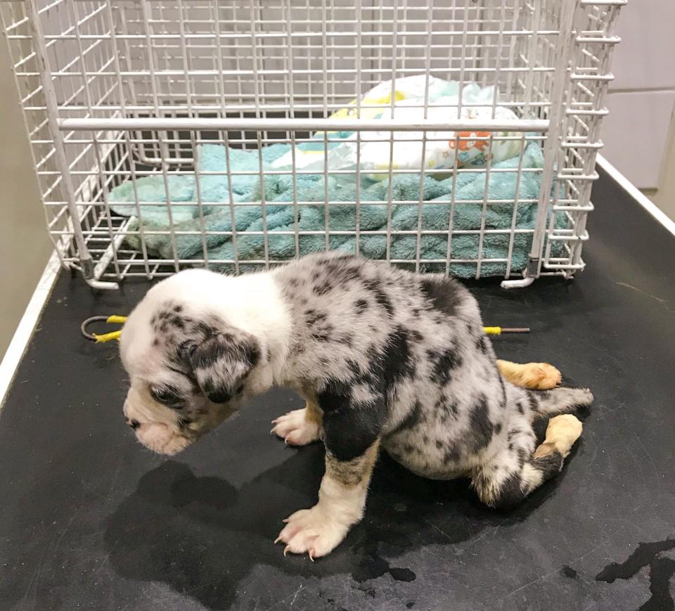  Heartbreaking pictures show a puppy struggling in his final moments after he was dumped in an alleyway on Christmas Day