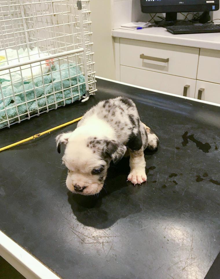 The poor pooch was found in an alleway on Carr Street in Bradford