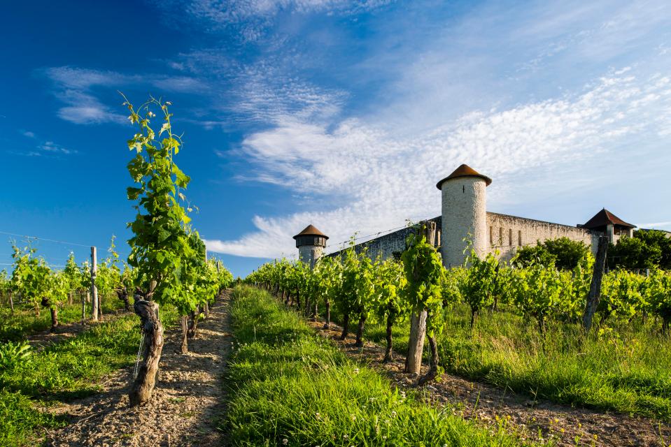  The TV preesenter spend some time roaming around a family-run vineyard