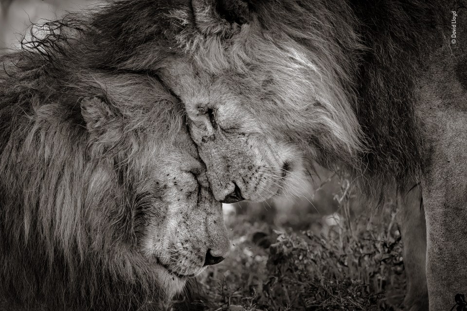  David Lloyd's 'Bond of Brothers' has won the Wildlife Photographer of the Year: LUMIX people's choice award