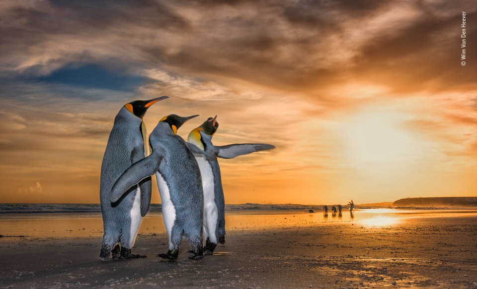  Wim Van Den Heever, of South Africa, caught three King Penguins fighting on the Falkland Islands - this photo was one of four runner-ups in the category