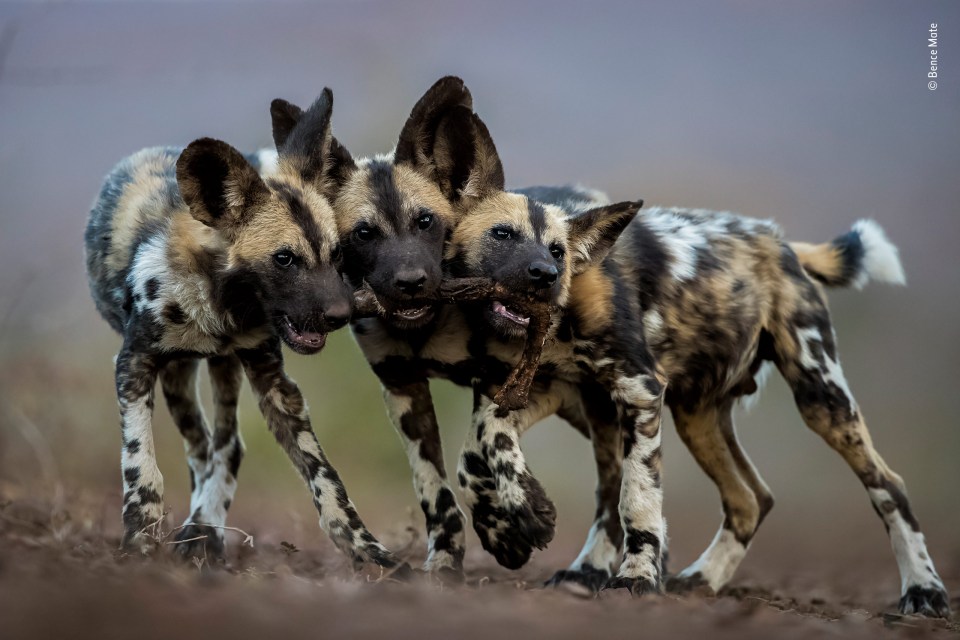  Hungarian photographer Bence Máté was also highly commended, with a picture of three painted wolves playing with the leg of an impala