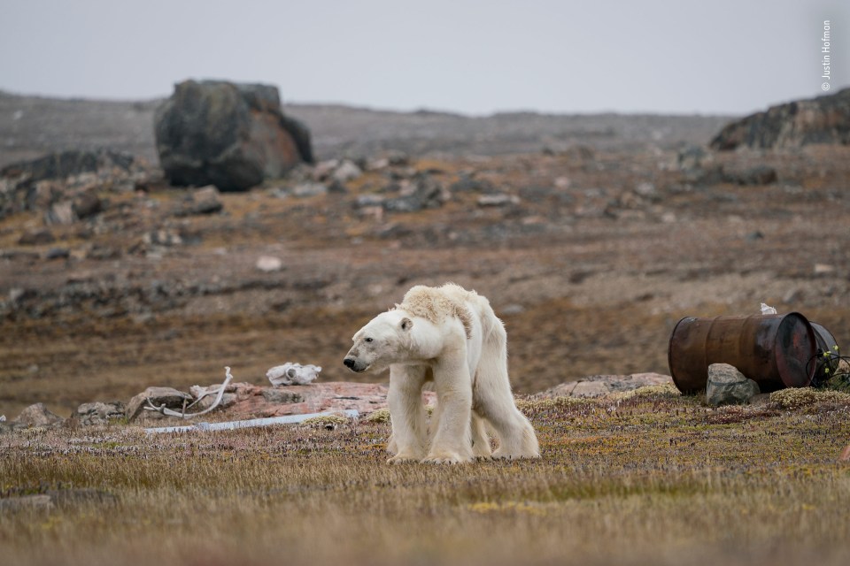  Justin Hofman's heartbreaking image of a starving polar bear in the Canadian Arctic won the hearts of the public