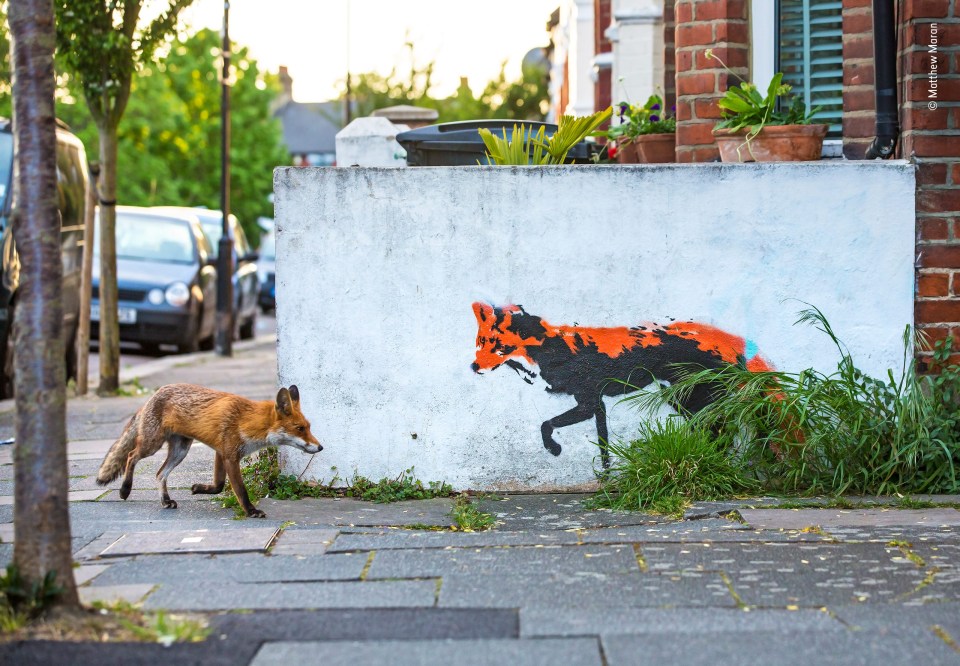  'Fox Meets Fox' by Matthew Maran, UK. Maran's photograph of a red fox mirroring street art in London was also highly commended