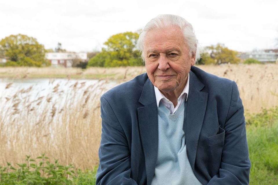  Sir David Attenborough is one of the stars narrating the trailer, that highlights damage to the environment and loss of habitats for wild animals