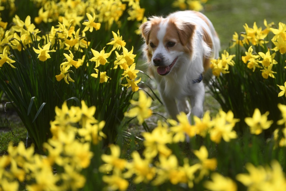  Daffodils are the national flower of Wales