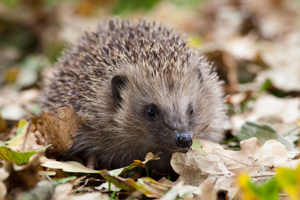A third of hedgehogs in Britain are thought to have been lost over the past decade