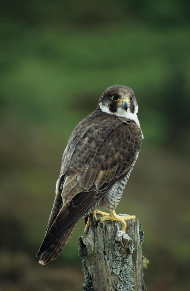 Falcon