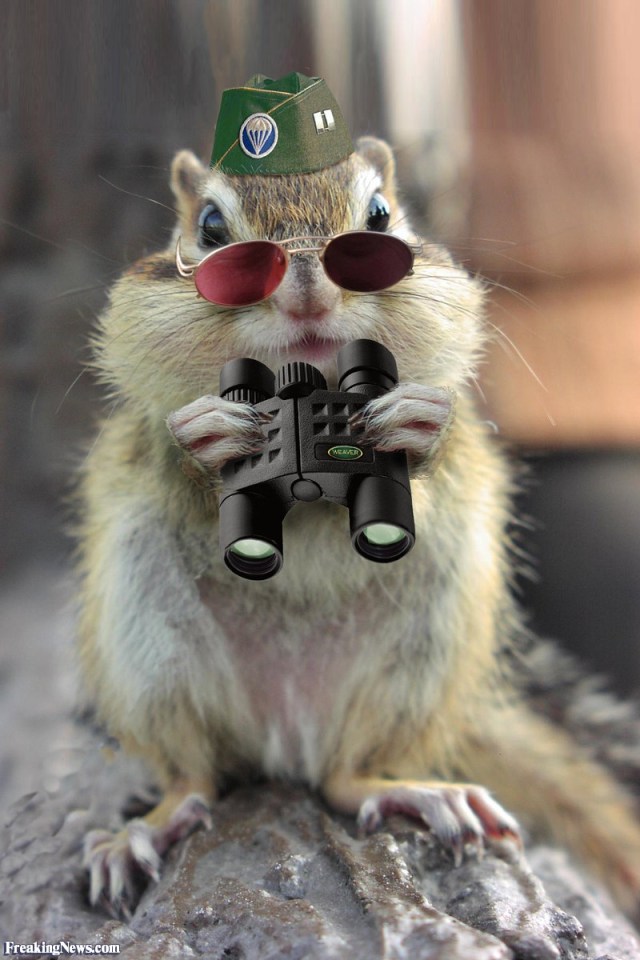 Squirrel