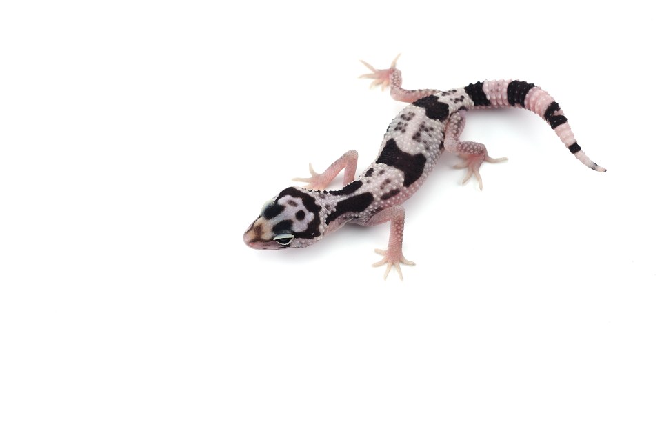 Lizard