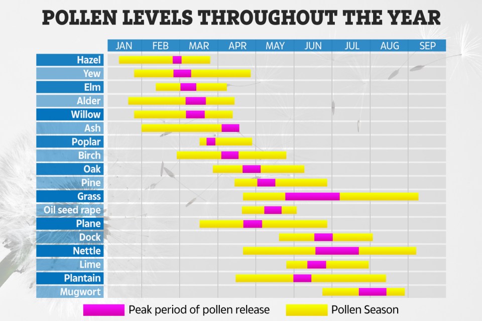 This chart shows the different types of pollen and when they peak throughout the year