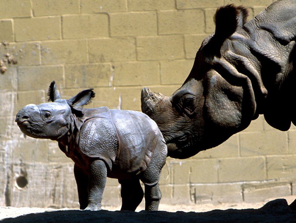 HORN AND RAISED . . . rhino calf gets a nudge from one of its parents