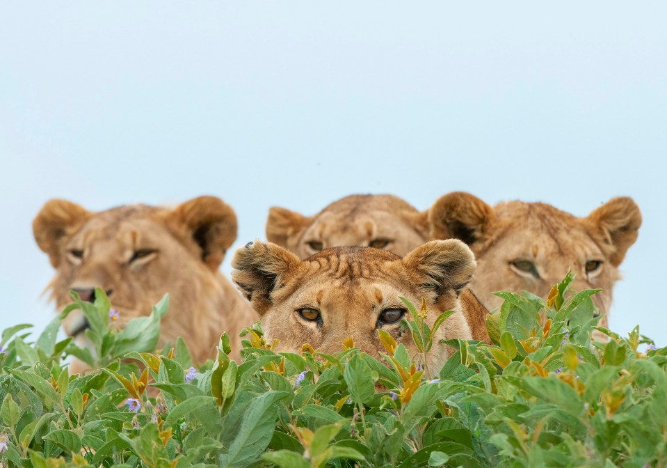 The lions became intrigued as Daniel began to approach them