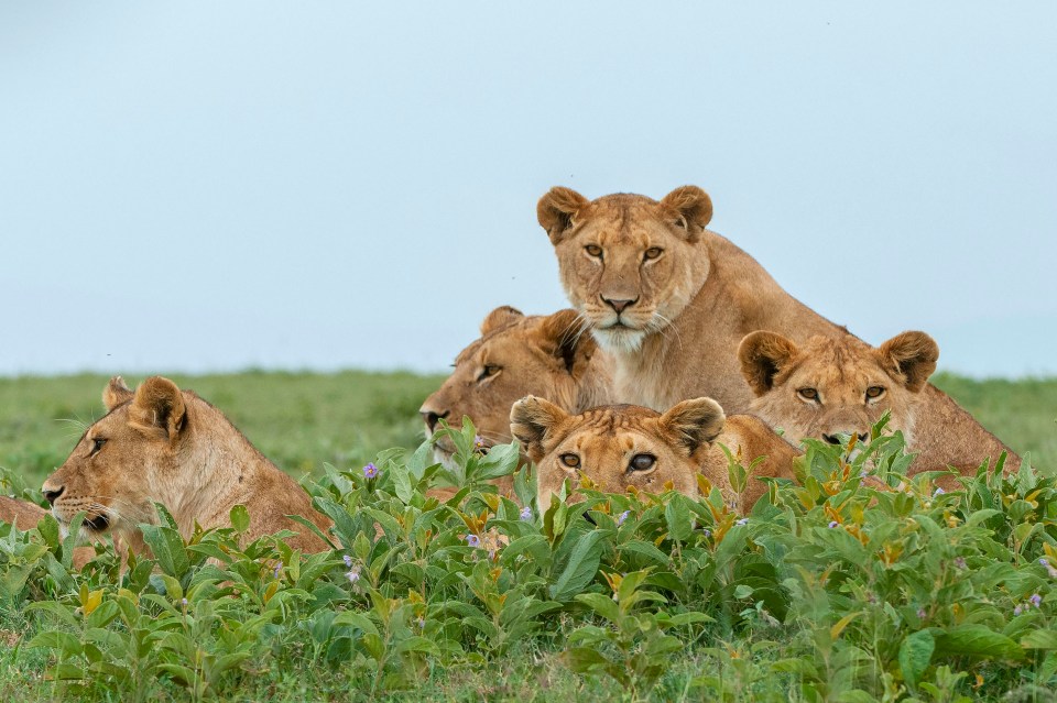 The pride is made up of one adult female and her four young cubs