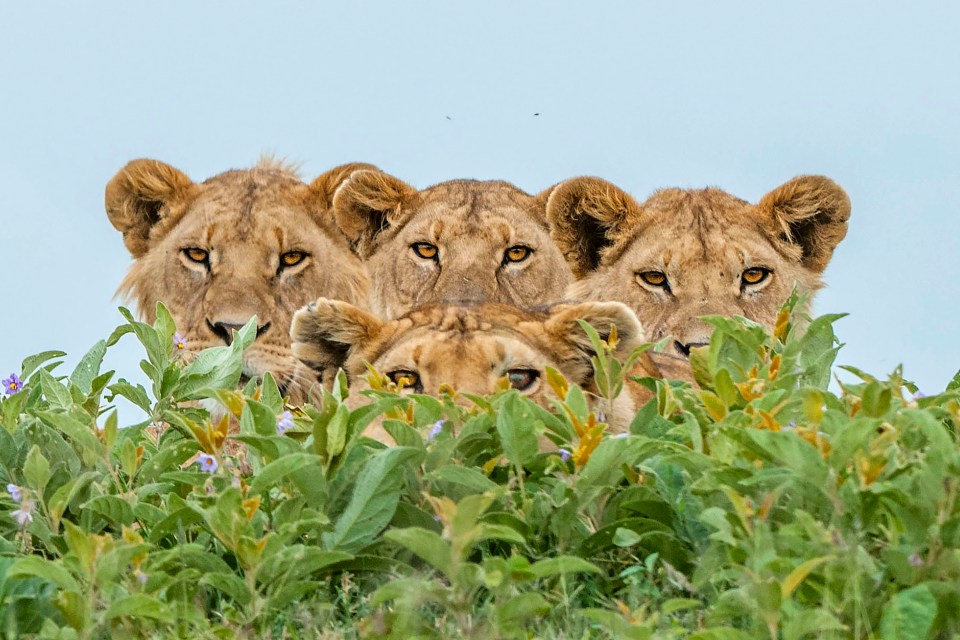 The pride of lions perfectly lined up to recreate the cover of Queen's Bohemian Rhapsody