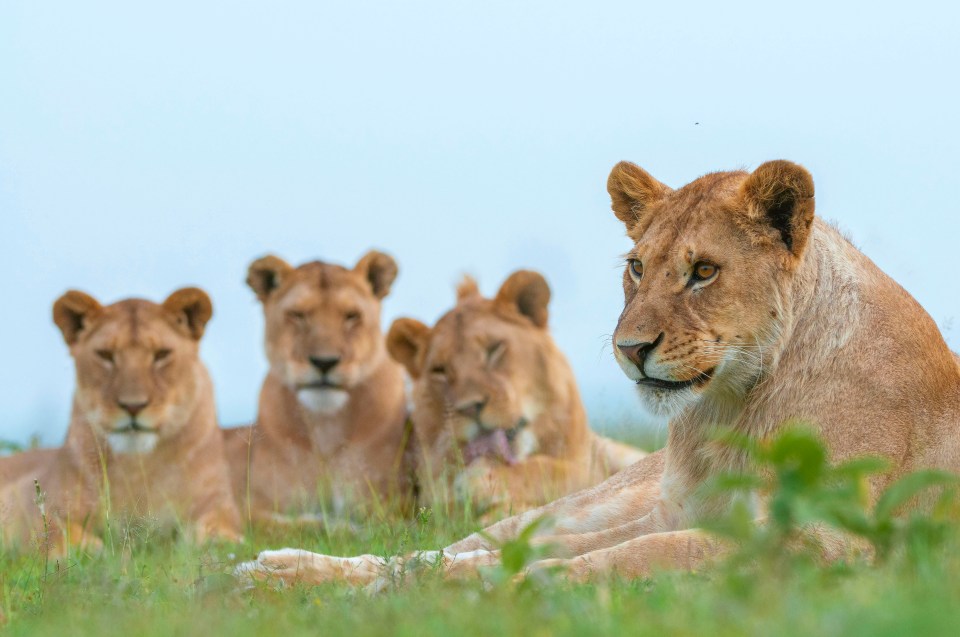 The pride is known as the Mukoma Mischiefs
