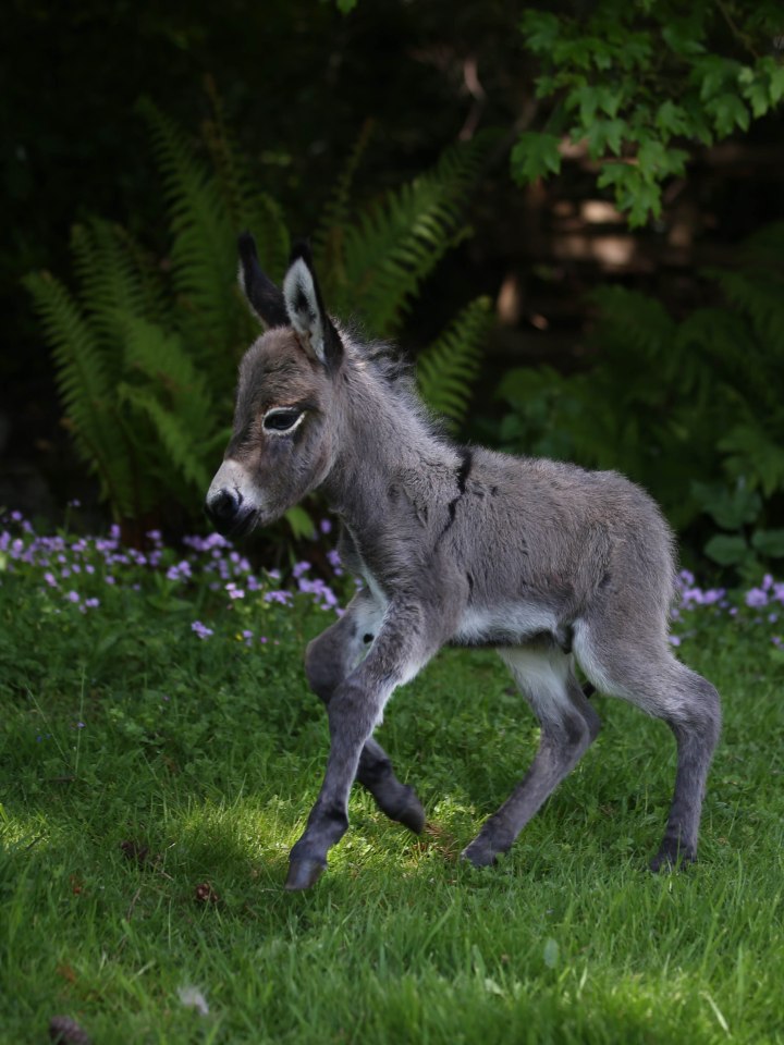  This adorable one day old donkey was snapped at the Miniature Pony Centre in Dartmoor
